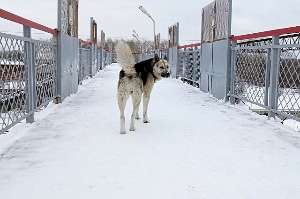    В объявлении о начале торгов сообщалось, что начальная цена контракта составляет 9 781 353 рубля.