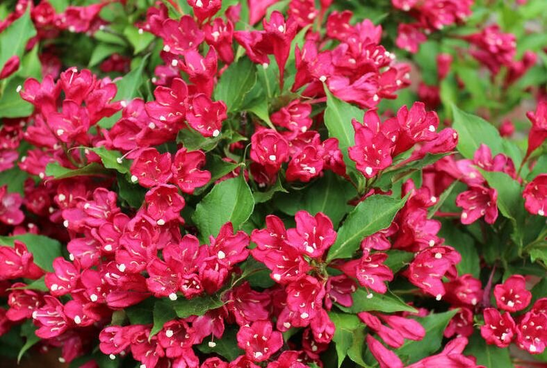 фото с сайта https://mebel-complect.ru/