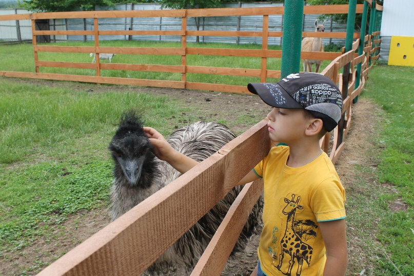 квокка сумчатый зверь. какое животное на 1 месте. каракал альбинос. семейство сурикаты сурикаты. какое животное на 1 месте.