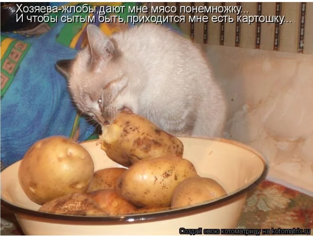 Кот картоха. Кот ест картошку. Правильное натуральное питание у кошки. Кошка с картошкой фото для детей. Кот ест пенопласт.