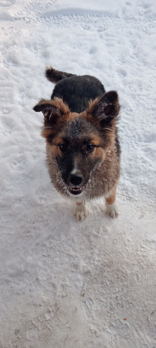 Щенуля ищет дом 🏡