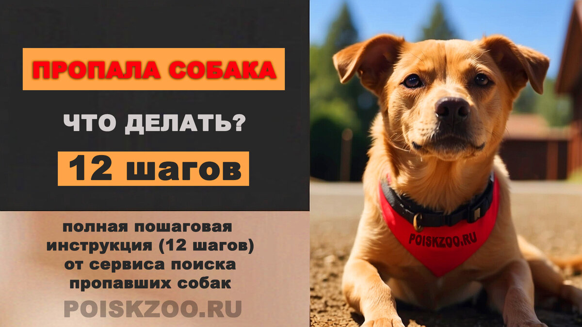 Пропала собака: Что делать? Как найти пропавшую собаку? Пошаговое руководство