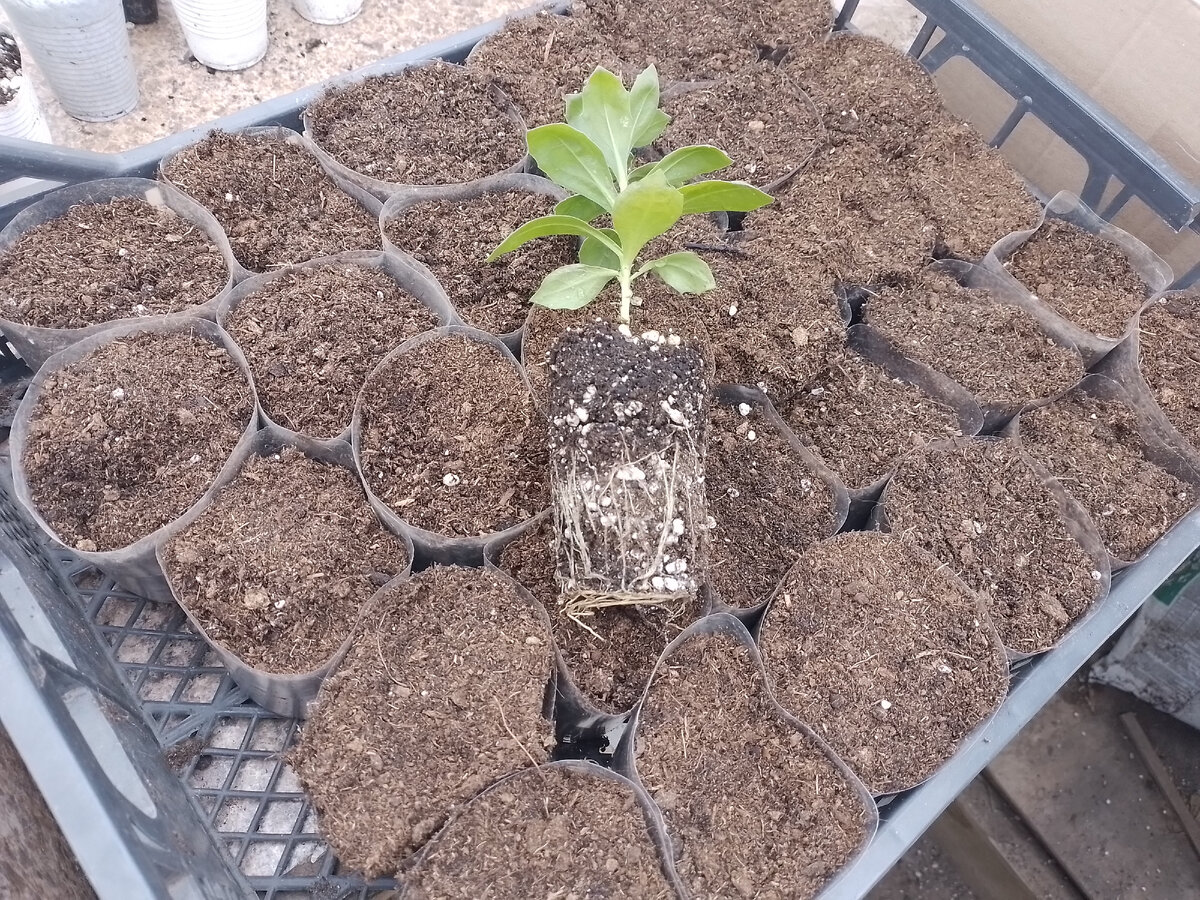 Вот такие черенки у нас были утром