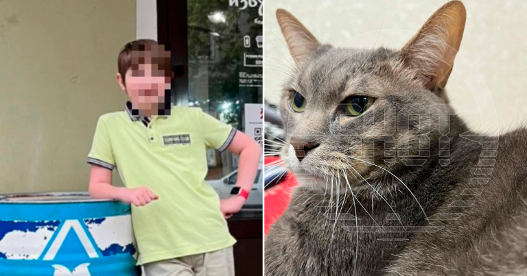 кот будет хозяина. кот будет хозяина. коты и хозяева. кот у ног хозяйки. кот будет хозяина.