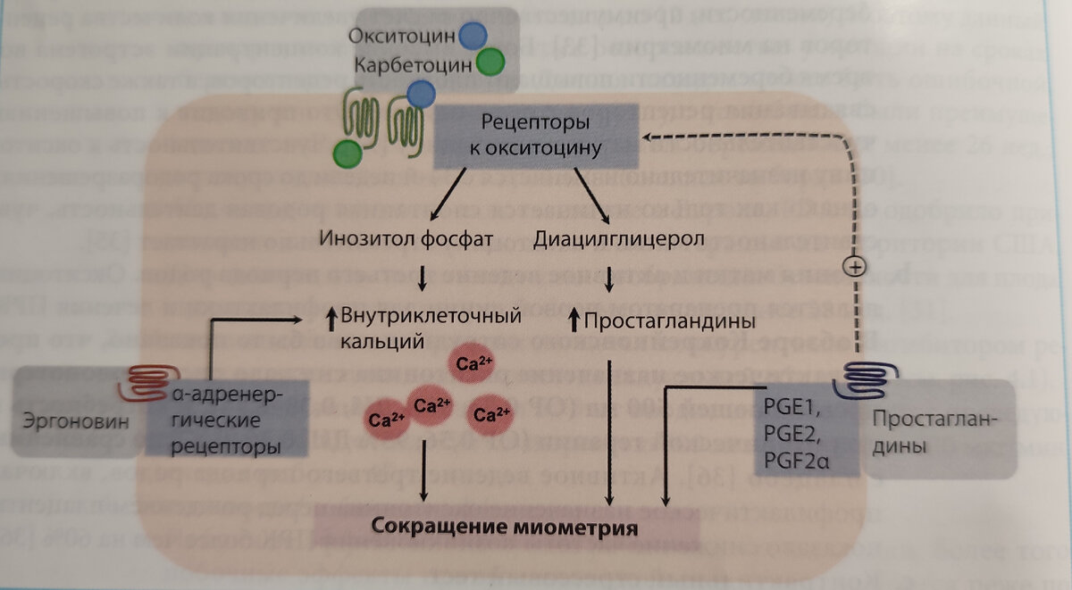 Механизм действия препаратов, повышающих тонус матки (утеротоников). Утеротоники действуют через разные пути, вызывая сокращения миометрия в результате повышения концентрации внутриклеточного кальция.