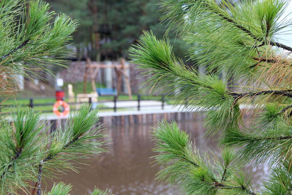 Среди сосен и кедров на обширной территории разбит парк