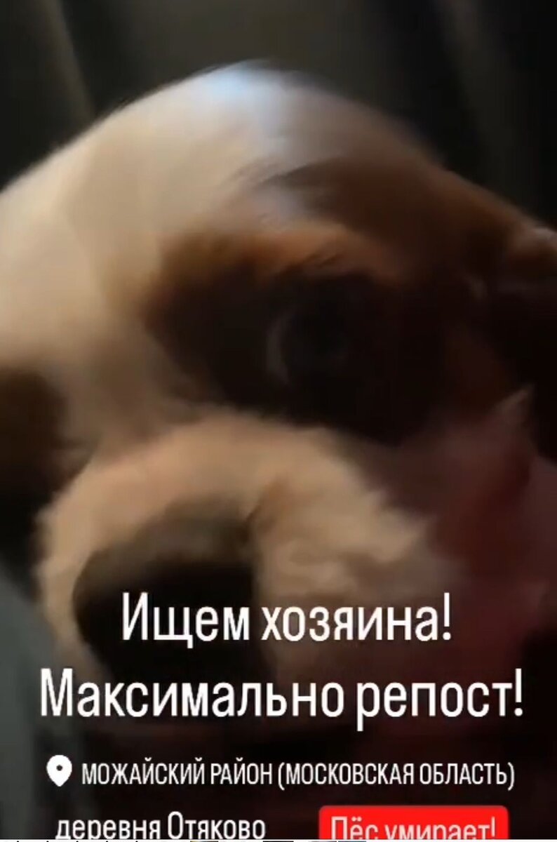 Объявление о сбитой собаки с просьбой максимального репоста