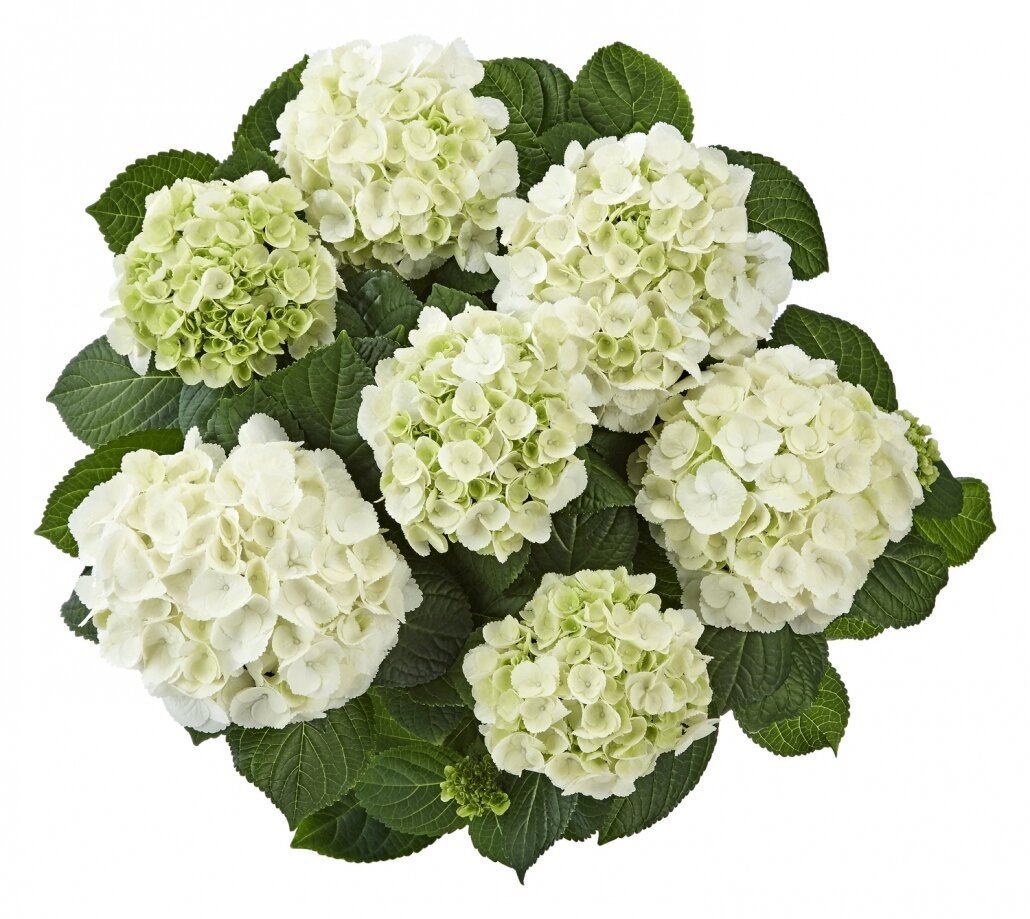 Гортензия крупнолистная Айс Гёрл (Hydrangea macrophylla Ice Girl) |  Гортензии: вдохновение и бизнес | Дзен