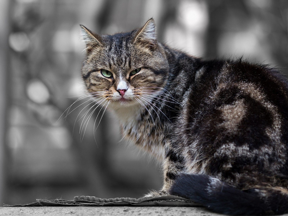 Фото из интернета... Очень похож на Кысяндру.