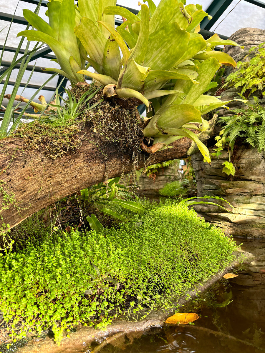 Липа мелколистная цветение. «персиковое дерево в цвету» (1888,музей крёллер — мюллер, отерло). Продолжительность цветения липы. Сколько лет зацветает. Липа на урале.