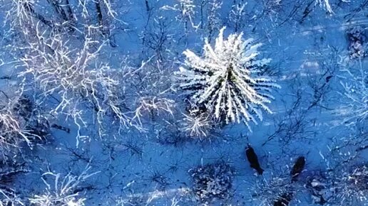 Приокско-террасный заповедник. Зайцы весной в лесу. Живой заяц в лесу. Заяц увидели дети. Увидеть зайца в лесу.