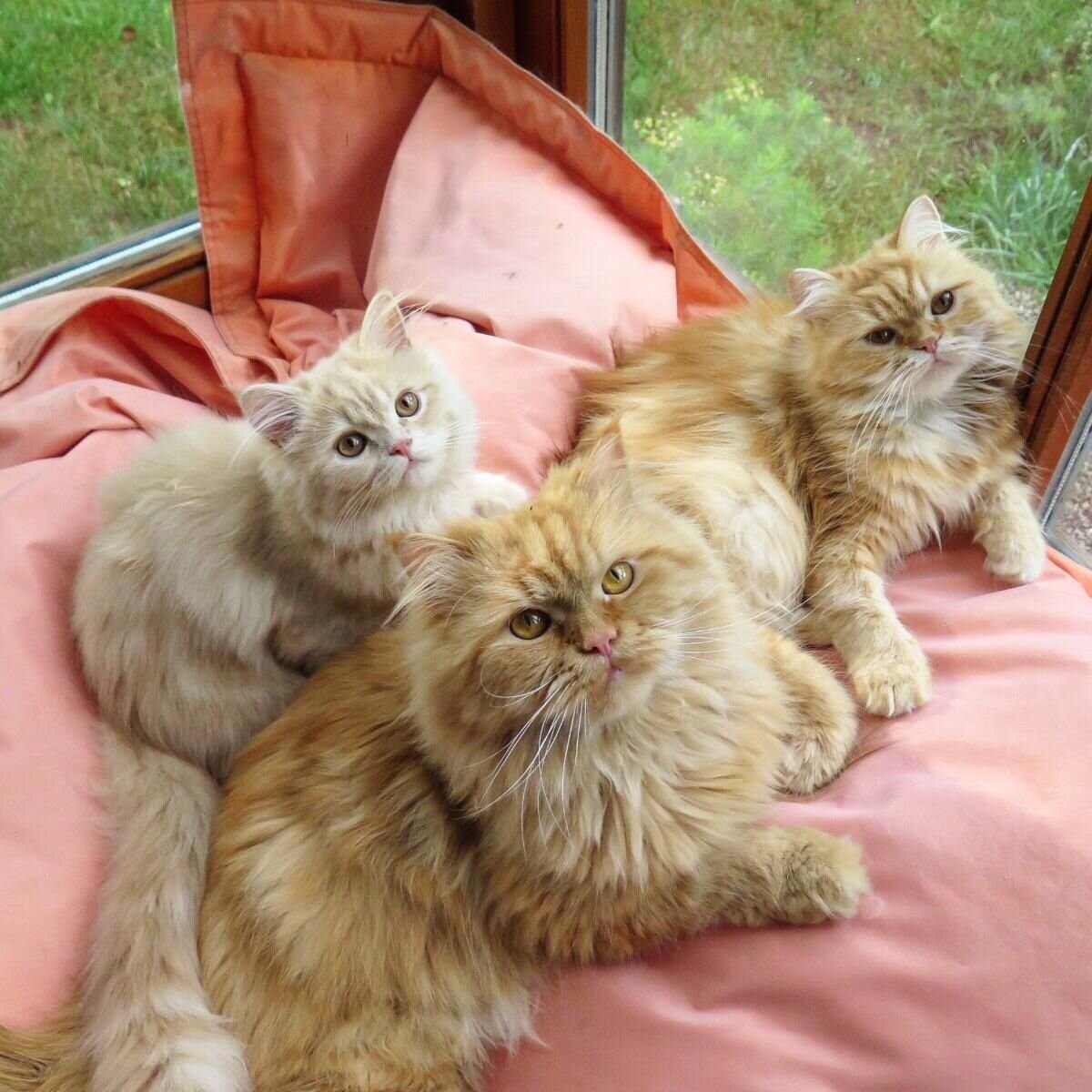 Фото из Интернета.