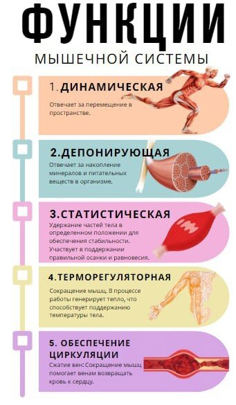 Мышцы выполняют различные функции в организме, и их действия могут быть классифицированы по нескольким категориям в зависимости от их местоположения и функциональных характеристик. 
Ниже представлен обзор некоторых общих функций мышц👇

1. Динамическая:
Отвечает за перемещение в пространстве.

2. Депонирующая:
Отвечает за накопление минералов и питательных веществ в организме.

3. Статистическая :
Удержание частей тела в определенном положении для обеспечения стабильности.
Участвуют в поддержании правильной осанки и равновесия.

4. Терморегуляторная : Сокращение мышц в процессе работы генерирует тепло, что способствует поддержанию температуры тела.

5. Обеспечение циркуляции:
Сжатие вен: Сокращение мышц помогает венам возвращать кровь к сердцу.
Мышечный насос: Действие мышц помогает крови циркулировать в организме.

6. Обеспечение движения внутренних органов:
Антагонисты и синергисты: Мышцы могут работать в парах или группах, где одна мышца сокращается (агонист), а другая расслабляется (антагонист) для выполнения движения.

Эти функции являются обобщенными и могут варьироваться в зависимости от конкретных мышц и их расположения в организме🧘‍♀