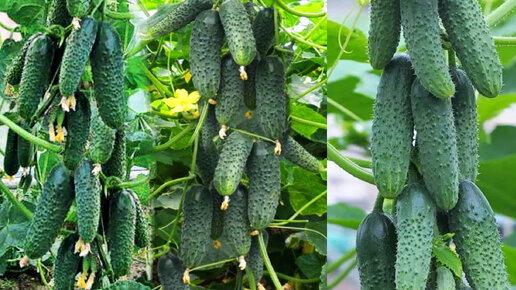 корнишон маша f1. огурцы неприхотливые сорта. сорт огурцов муссон. огурцы f1 темп партенокарпический для пикулей. сорт огурцов с тонкой кожицей и мелкими семенами.