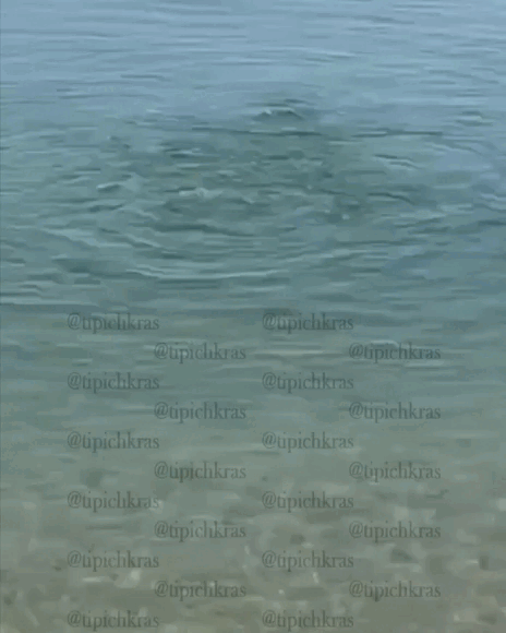 Фото: соцсети   Очевидцы делятся кадрами с пляжа в станице Голубицкой