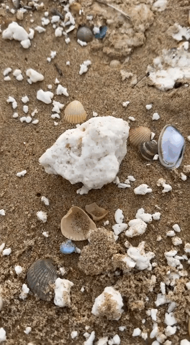 Фото: соцсети  Вот такие странные "желе" лежат по всему пляжу