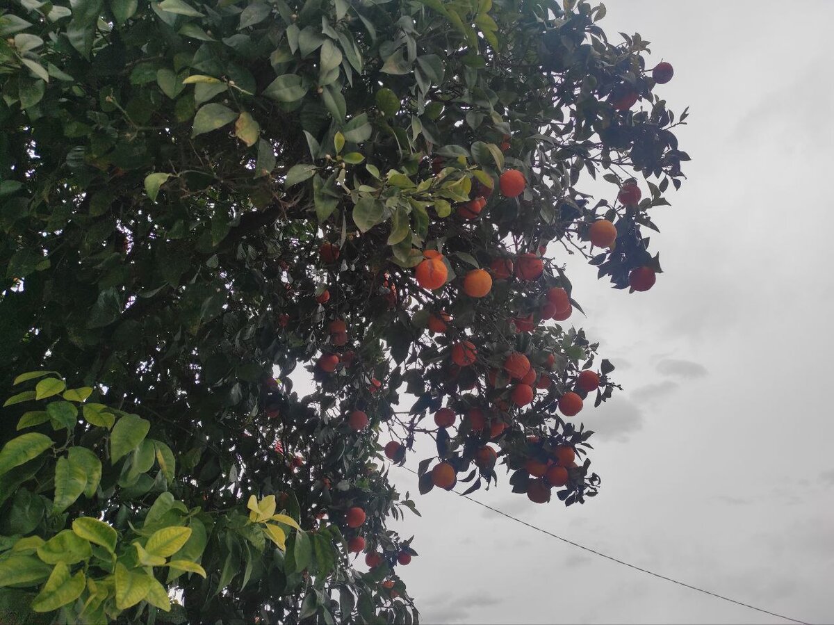 Вдоль дорог растут мандариновые деревья, но именно эти мандарины никто не собирает - они кислые и декоративные