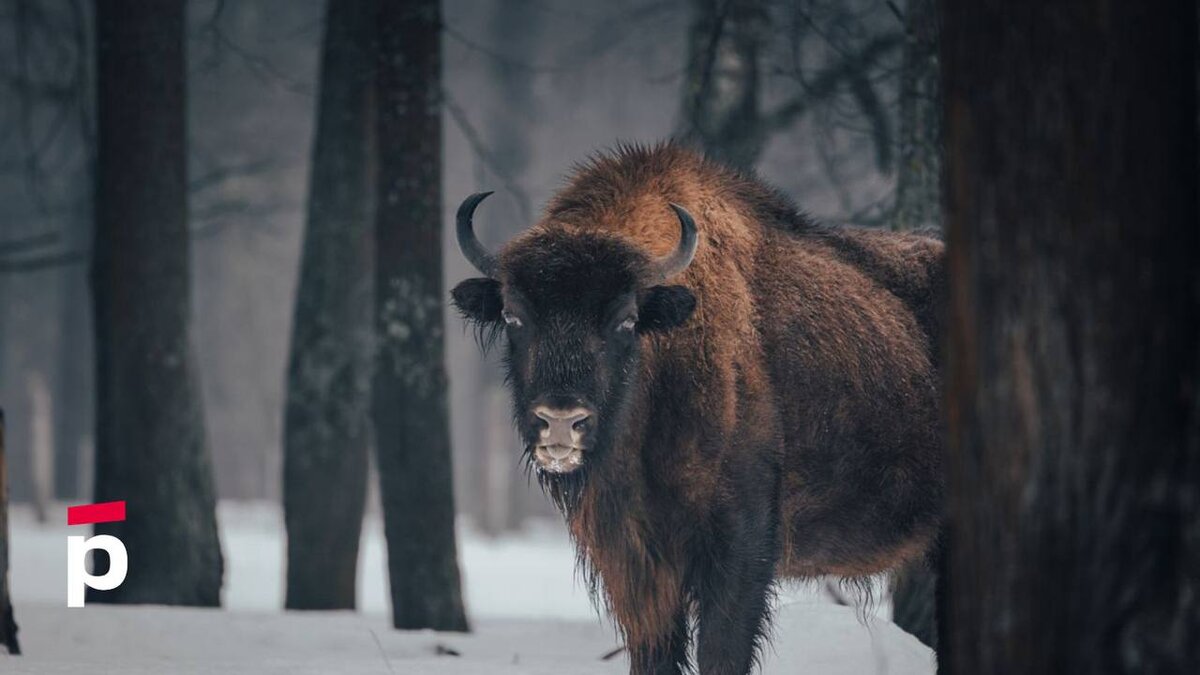 Фото: Вячеслав Дусалеев