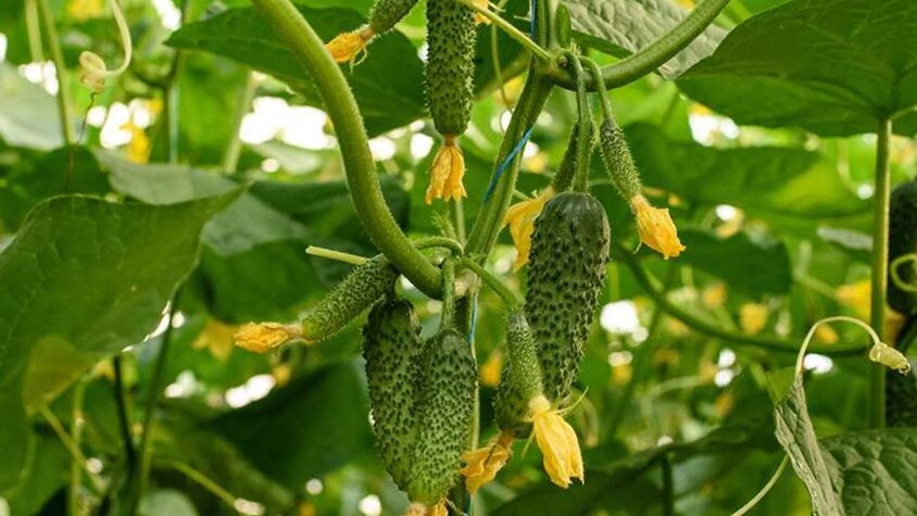 Пучковы огурцы для посева в сезоне 2024