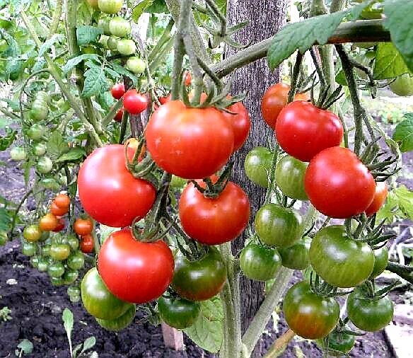 Томат мечта хозяйки. Томат лель. Томат мечта огородника. Седек томат мечта огородника. Семена помидор огородник.