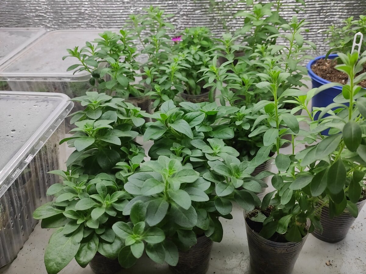 Сначала - нарастить корневую, потом - зелёную массу! 