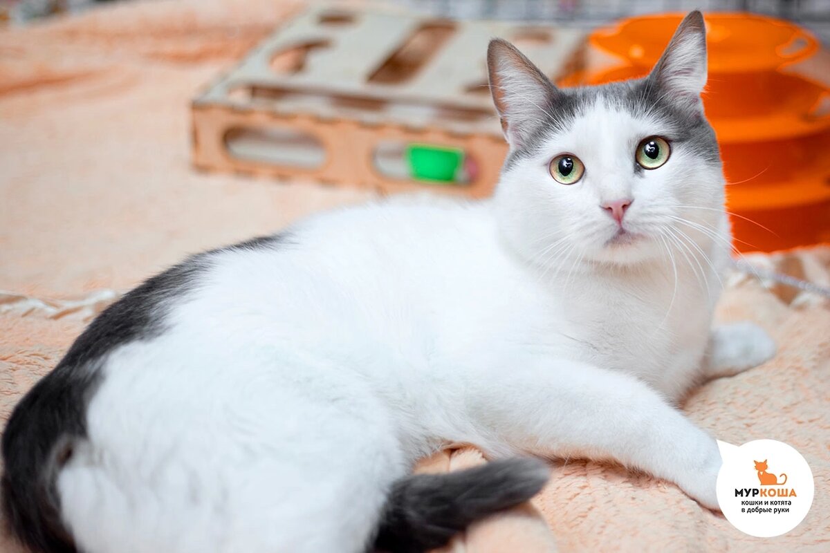 Котенком нашли около магазина в Домодедово.