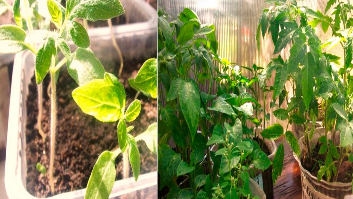 Рассада томата и перца