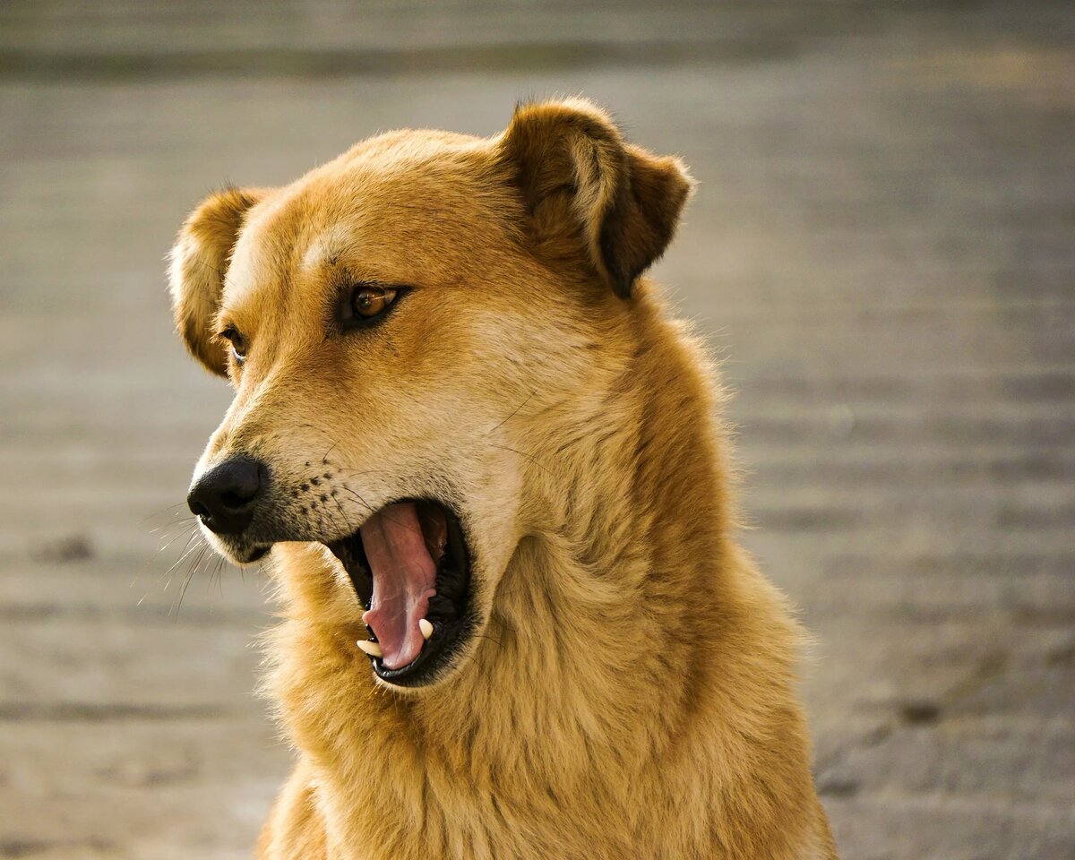 Свирепая собака