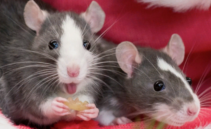 Из открытых источников