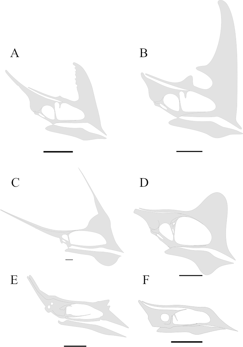 Строение черепов разных птерозавров-тапеярид