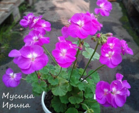 Шёлк Алхимик