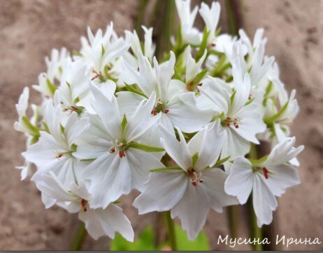 Шёлк Белый Василёк