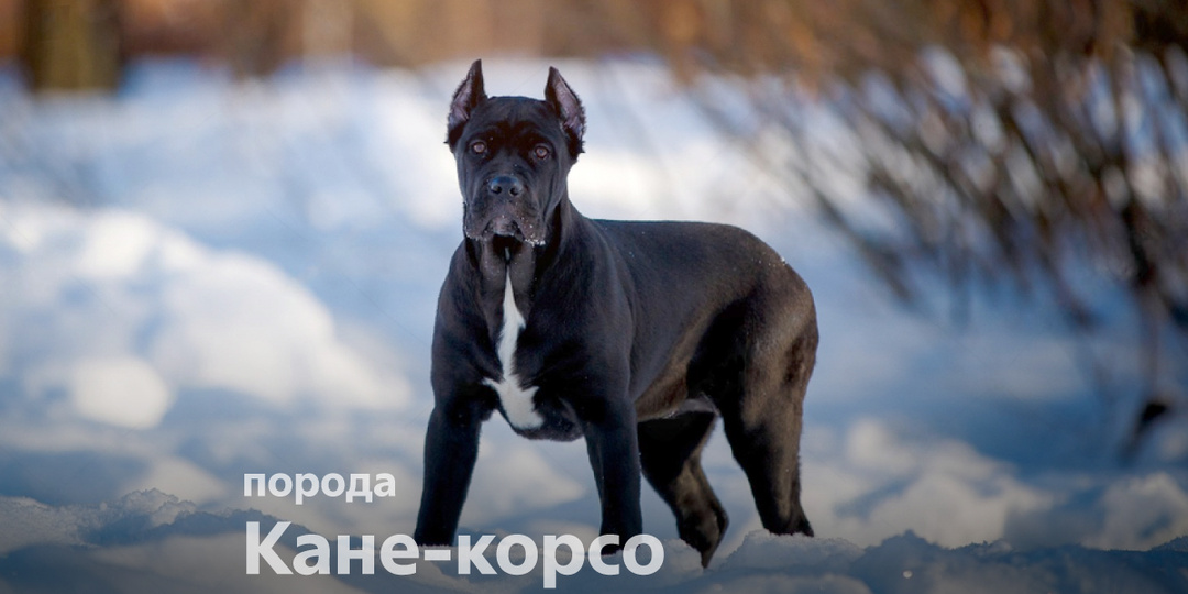 Порода собак с древнейшей историей: кане-корсо