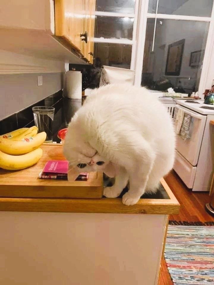 милые котики с надписями. котик туть мем. рыжий кот мем. котик где доброта. тут котики.