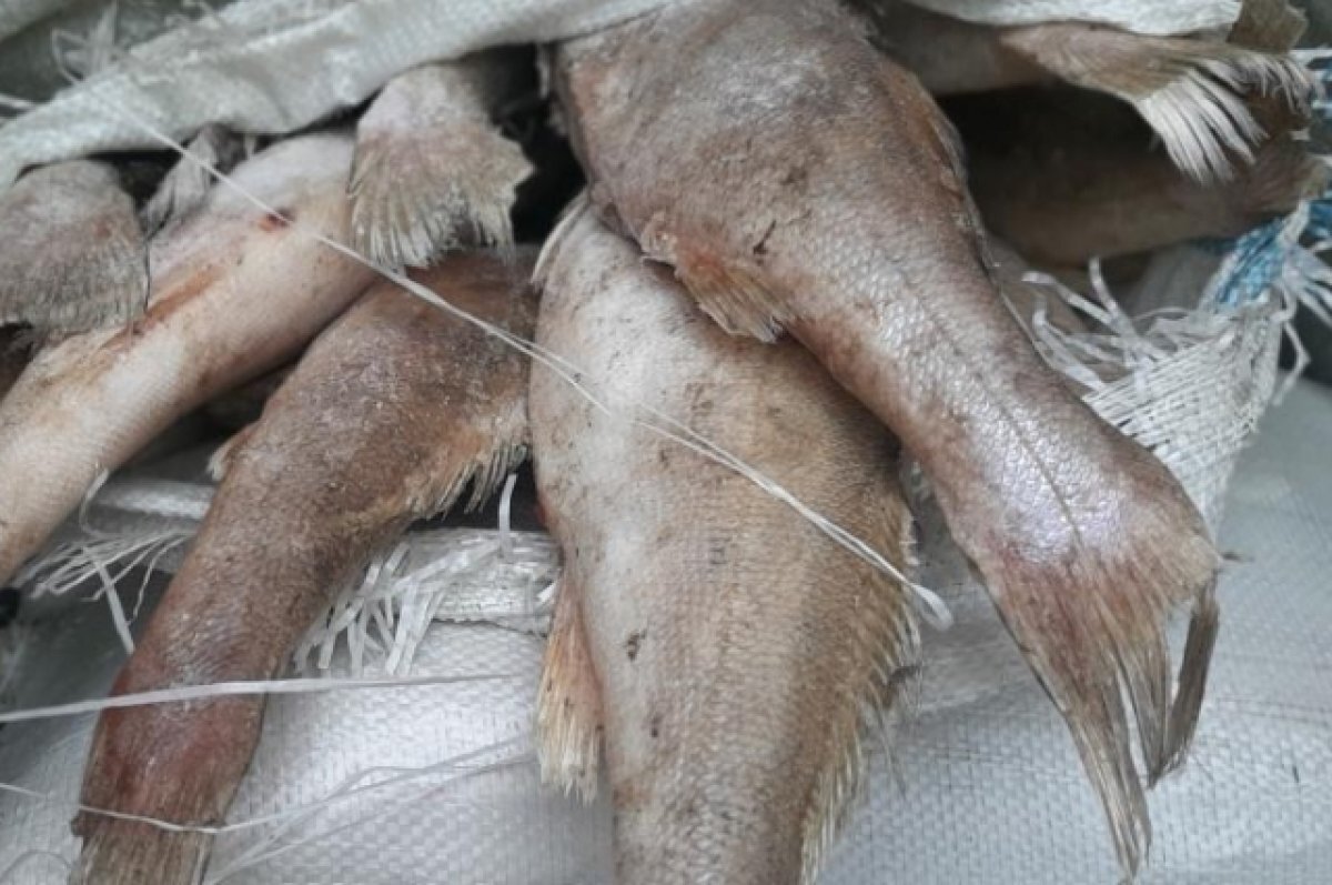    Под Волгоградом рыбаки попались на превышении нормы вылова судака