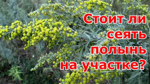 Посев полыни трех сортов на снег для рассады для разведения на участке. Горькая, белая и рутолистная