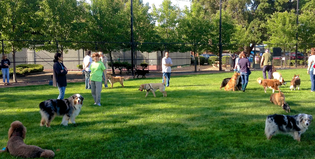 Картинка медведя с описанием. Милые котята с надписями. Подумай какие еще животные могут быть. Чем опасны животные для человека. Бездомные животные проект.