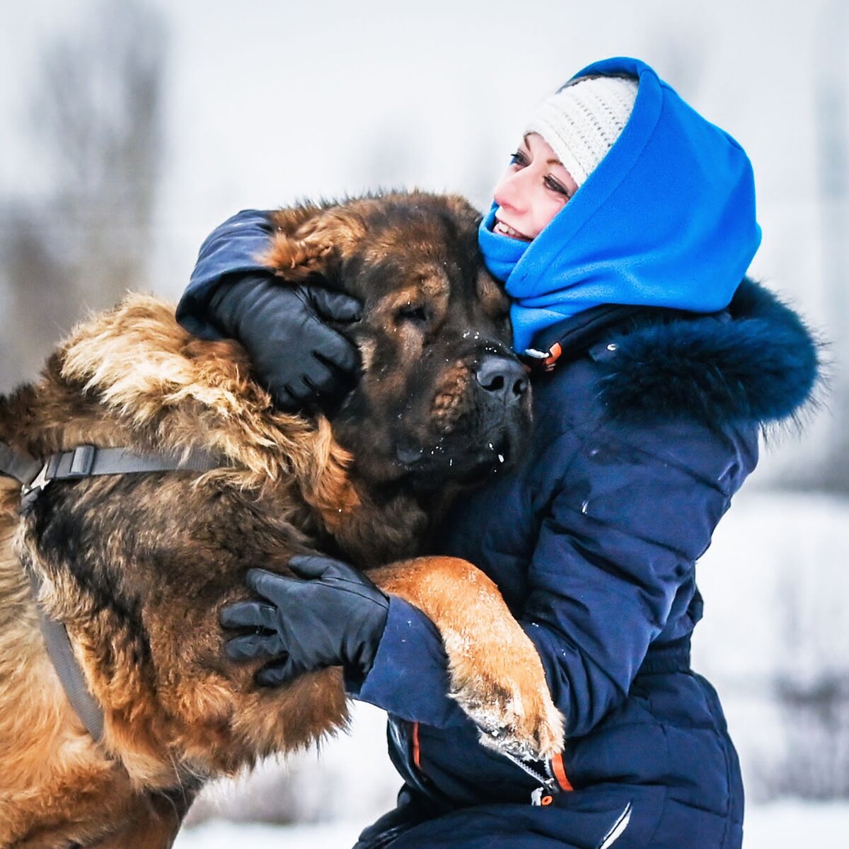 Драконы на выданье: Лейнор Веларион | Dudusik Dog | Дзен