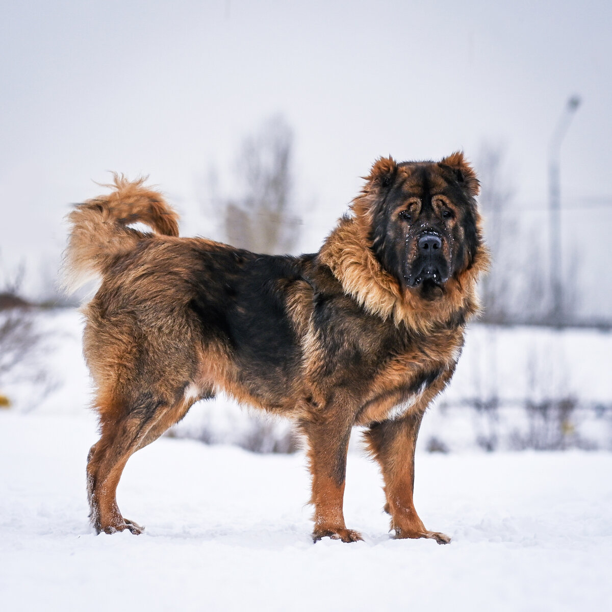 Драконы на выданье: Лейнор Веларион | Dudusik Dog | Дзен