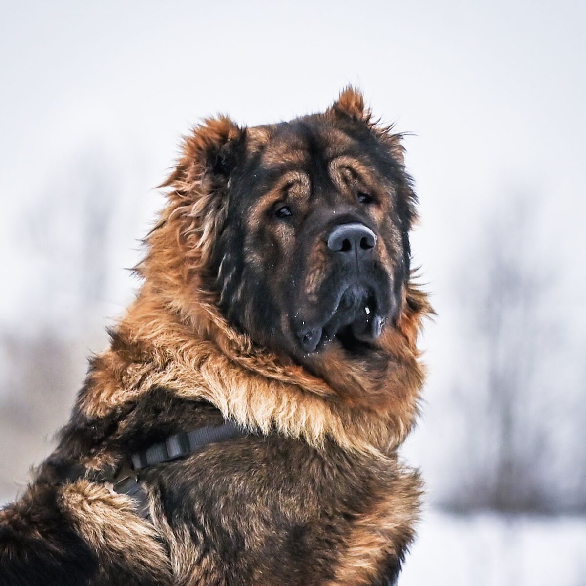 Драконы на выданье: Лейнор Веларион | Dudusik Dog | Дзен