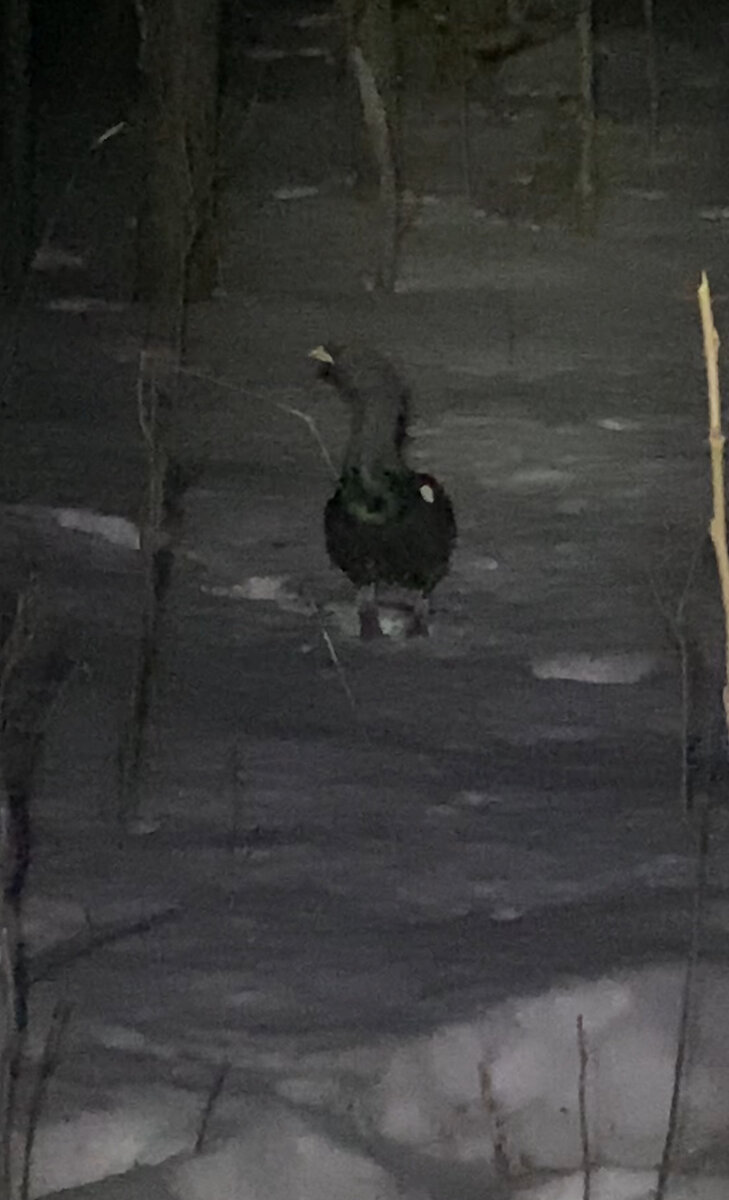 Фотоаппарата с собой не было. Снял на телефон 