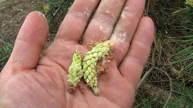 Свечки сосны. Сосна от кашля. Сосна от кашля. Сосны обыкновенной почки лрс. Лекарства из сосны.