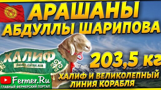 Бизнес в овцеводстве. Ферма Абдуллы Шарипова. Кочкоры: Золотой, Посейдон, Халиф, Великолепный|Арашан