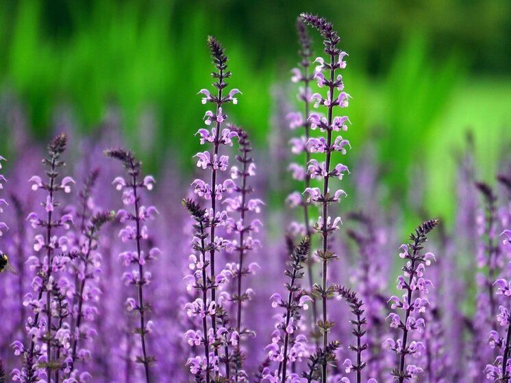     Пара цветков лаванды в напиток или десерт, и ваш объект любви никуда не уйдет. Фото: PxHere.com