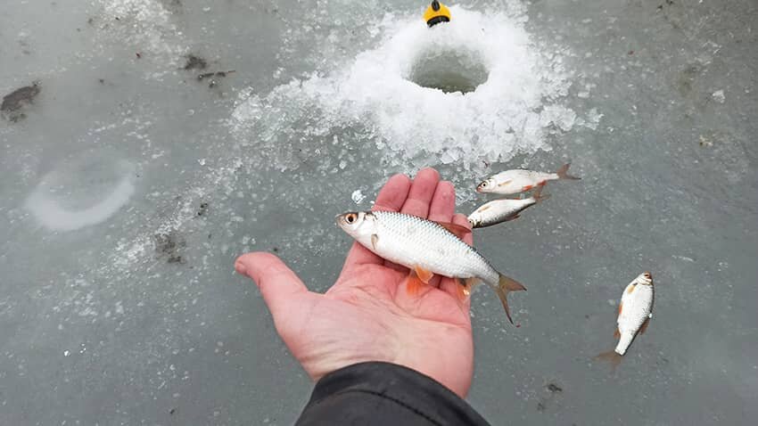 Зимняя рыбалка на плотву. Сорога рыба. Плотвиные мормышки зимние. Зимняя прикормка для плотвы. Чебак дальневосточный.