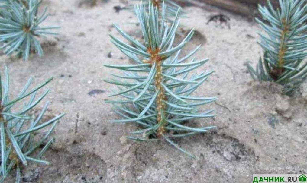 Семена хвойных растений. Прорастить голубую ель. Голубая ель черенкование. Голубая ель саженцы. Кедр сибирский прорастить.