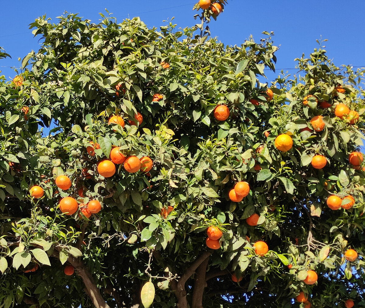 А в Испании в феврале уже апельсины поспели!