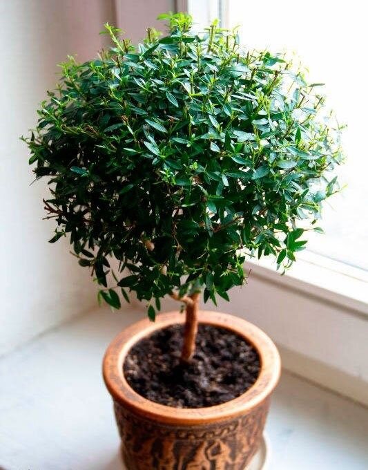 Myrtus communis var Leucocarpa Мирт белоплодный