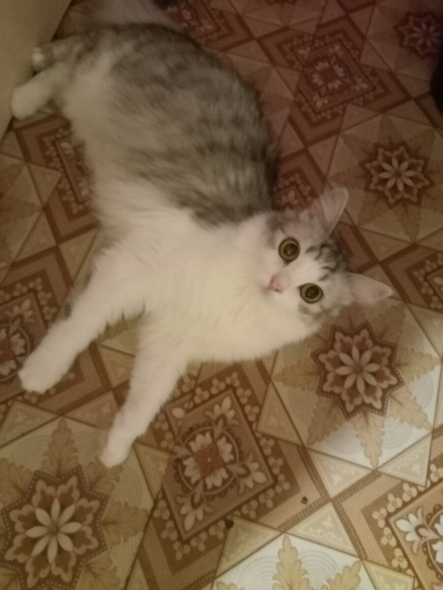 кошки и кот в одном доме уживаются. кот и кошка в одной квартире. уживается ли норка с кошкой. хорьки с кошками дружат. взрослый кот и котенок в одном доме.