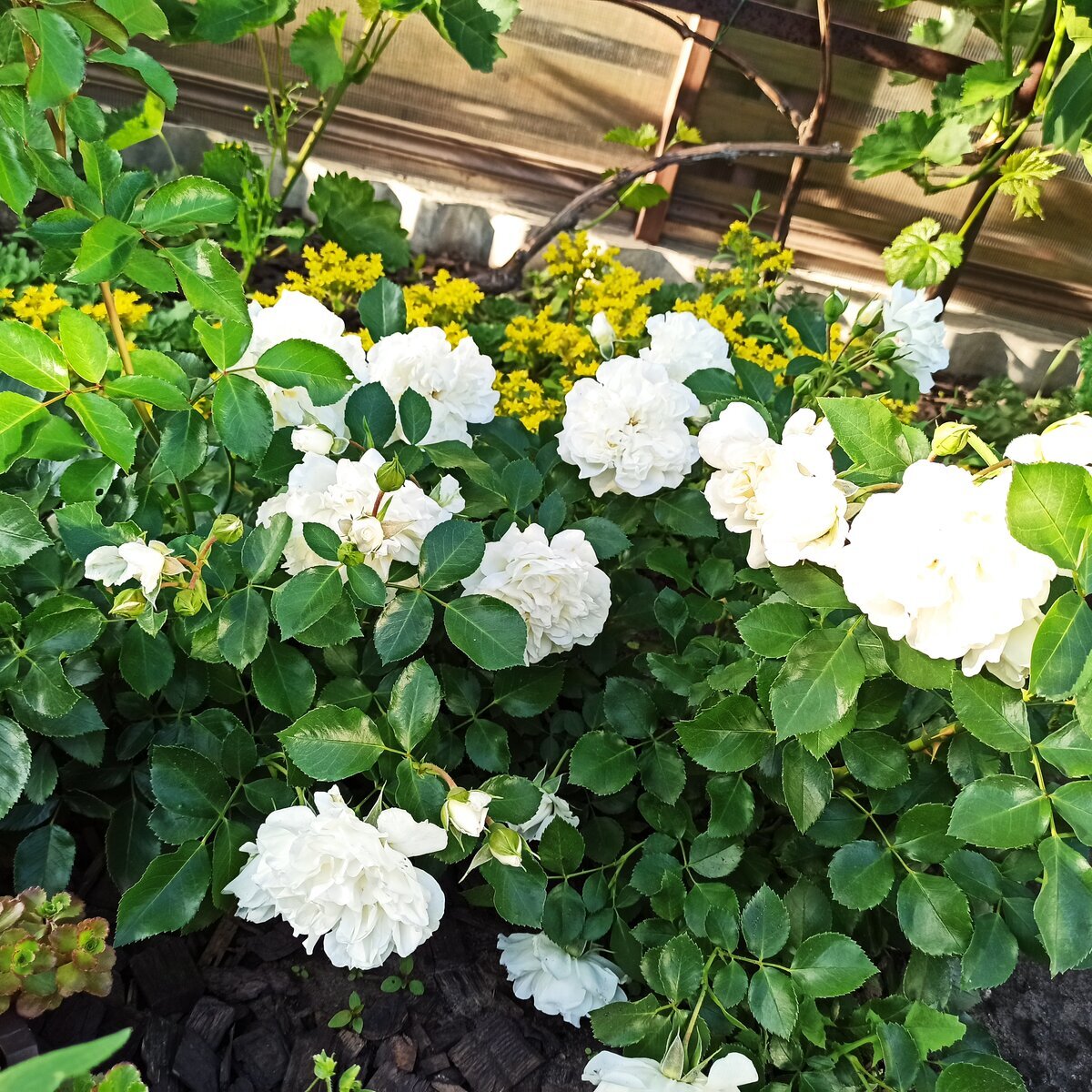 фото Светланы